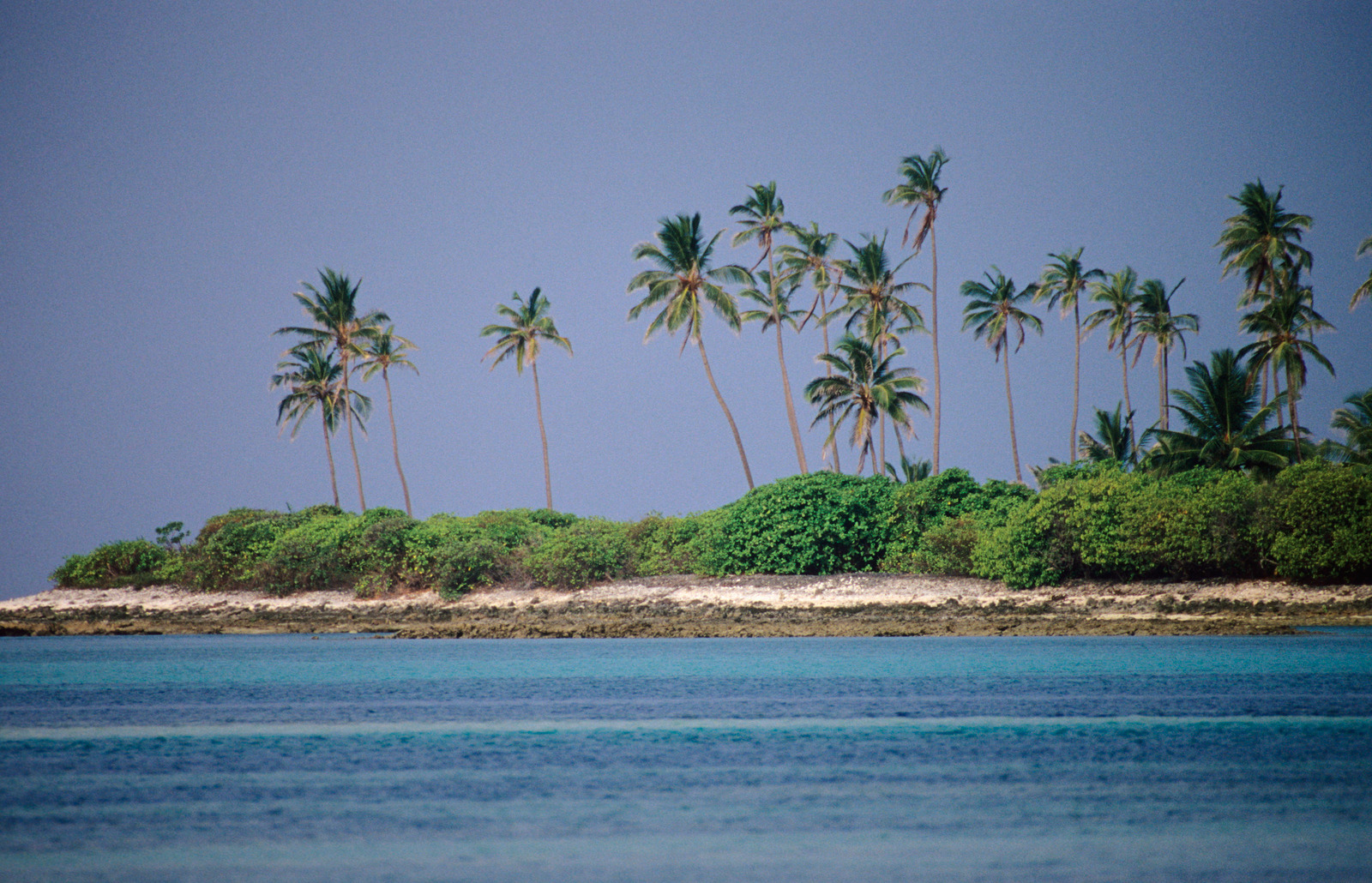 Coconut trees, at Lakshadweep, India.