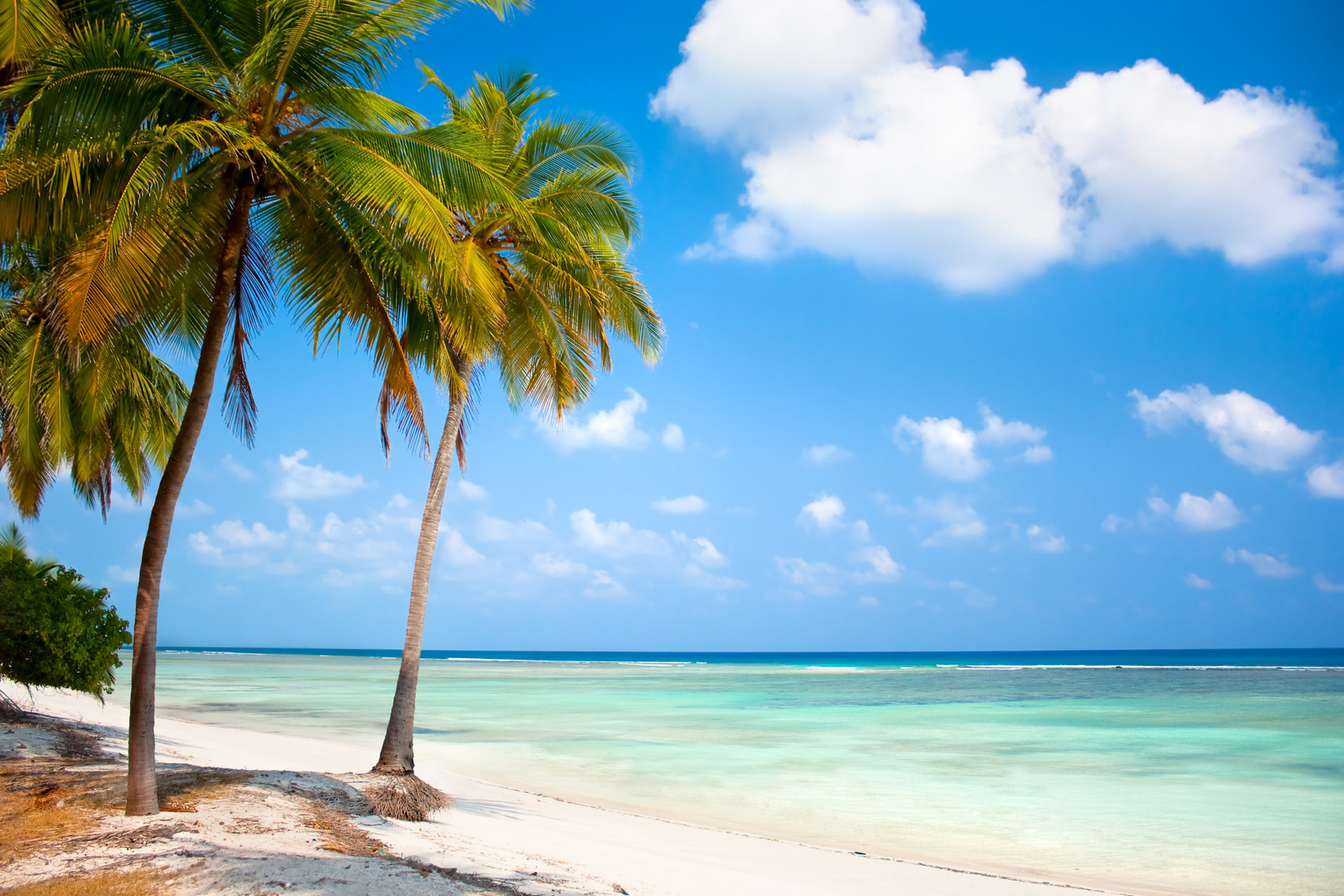 Island Paradise - Palm trees hanging over a sandy white beach with stunning turquoise waters and white clouds against blue sky